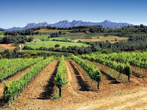 Penedes wijngebied.jpg
