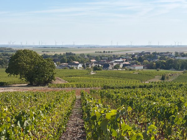 Epernay landschap 2.jpg